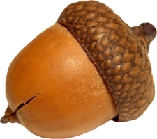 nature & Acorn free transparent png image.