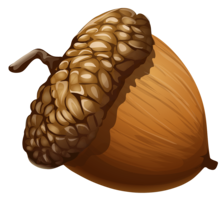 nature & Acorn free transparent png image.