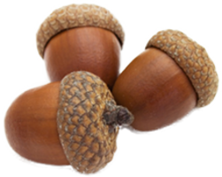 nature & Acorn free transparent png image.