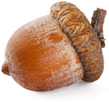 nature & acorn free transparent png image.