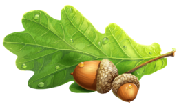 nature & acorn free transparent png image.