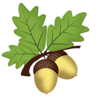 nature & acorn free transparent png image.