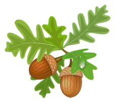 nature & Acorn free transparent png image.