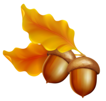 nature & acorn free transparent png image.