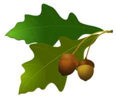 nature & acorn free transparent png image.