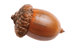 nature & acorn free transparent png image.