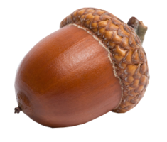 nature & Acorn free transparent png image.