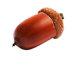 nature & acorn free transparent png image.