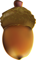 nature & Acorn free transparent png image.