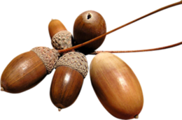 nature & Acorn free transparent png image.