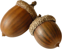 nature & Acorn free transparent png image.