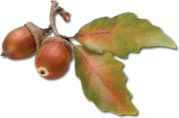 nature & Acorn free transparent png image.