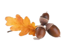 nature & acorn free transparent png image.