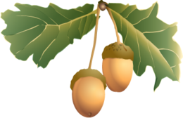 nature & acorn free transparent png image.