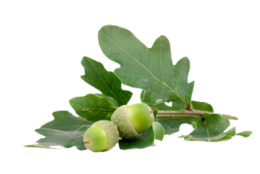 nature & acorn free transparent png image.