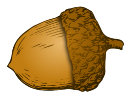 nature & Acorn free transparent png image.