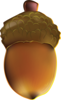 nature & Acorn free transparent png image.