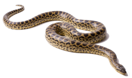 animals & Anaconda free transparent png image.