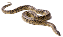 animals & anaconda free transparent png image.