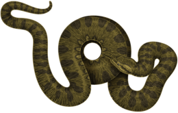 animals & anaconda free transparent png image.