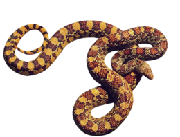 animals & anaconda free transparent png image.