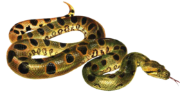 animals & Anaconda free transparent png image.