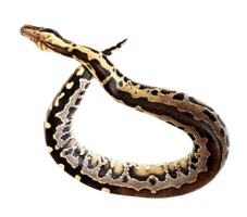 animals & Anaconda free transparent png image.