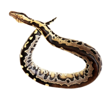 animals & anaconda free transparent png image.