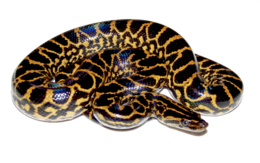 animals & Anaconda free transparent png image.