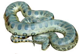 animals & Anaconda free transparent png image.