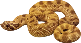 animals & anaconda free transparent png image.