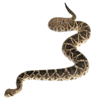 animals & Anaconda free transparent png image.