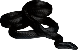 animals & Anaconda free transparent png image.