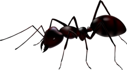 insects & ants free transparent png image.