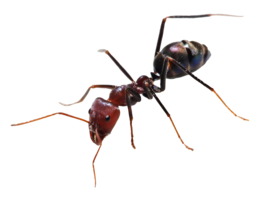 insects & ants free transparent png image.