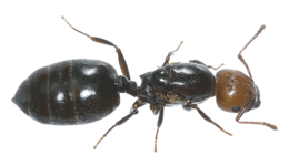 insects & ants free transparent png image.