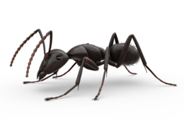 insects & ants free transparent png image.