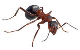 insects & ants free transparent png image.