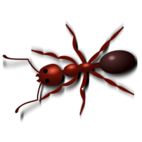 insects & Ants free transparent png image.