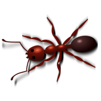 insects & ants free transparent png image.