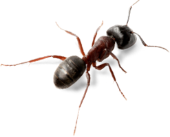 insects & Ants free transparent png image.