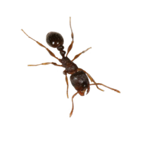 insects & Ants free transparent png image.