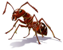 insects & ants free transparent png image.