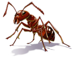 insects & Ants free transparent png image.