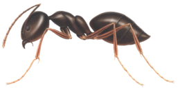 insects & Ants free transparent png image.