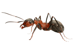 insects & Ants free transparent png image.