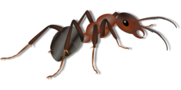 insects & Ants free transparent png image.