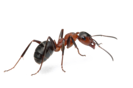 insects & Ants free transparent png image.