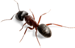 insects & Ants free transparent png image.