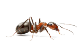 insects & ants free transparent png image.